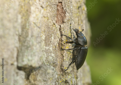 Female stag beetle, Lucanus cervus climbing oak, macro photo