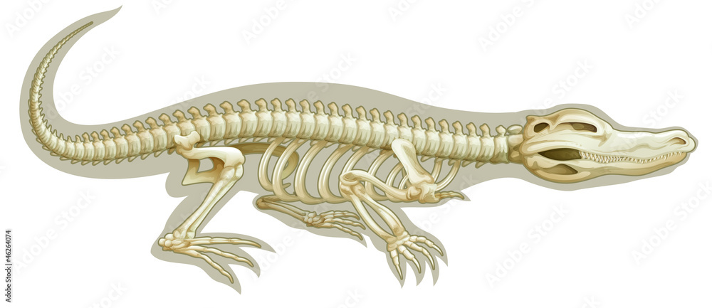 Obraz premium Crocodile skeletal system