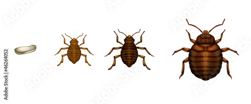 Bed bug life cycle - Cimex lectularius
