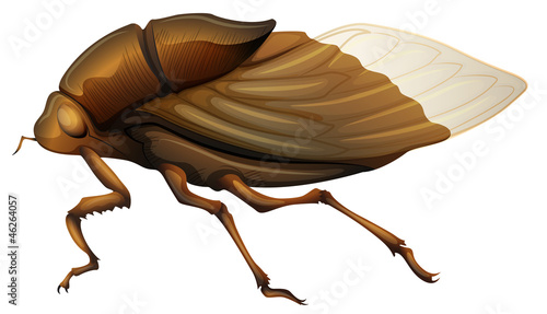 Cicadidae