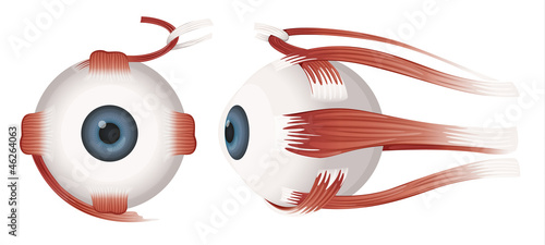 Human eye