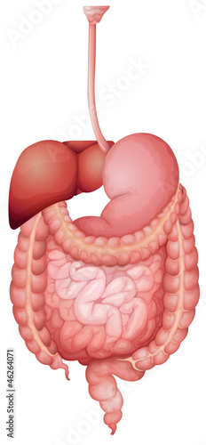 Human digestive system