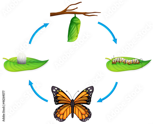 Life cycle - Danaus plexippus