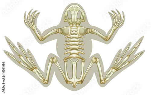 Frog skeletal system