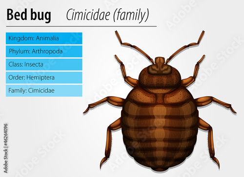 Cimicidae- Bedbug