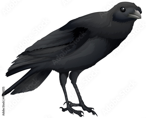 Corvus coronoides