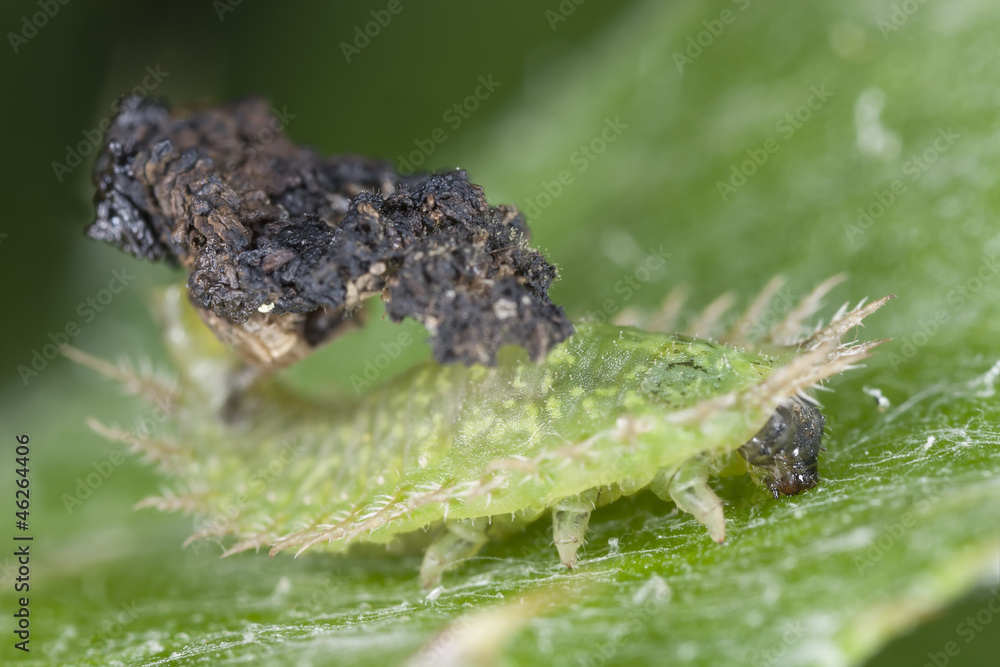 Green Tortoise Beetle larvae - Cassida viridis Green Tortoise Beetle larvae - Cassida viridis