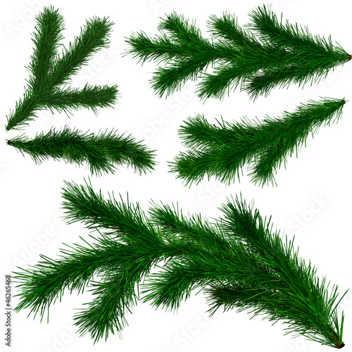 set of Christmas tree fir branches