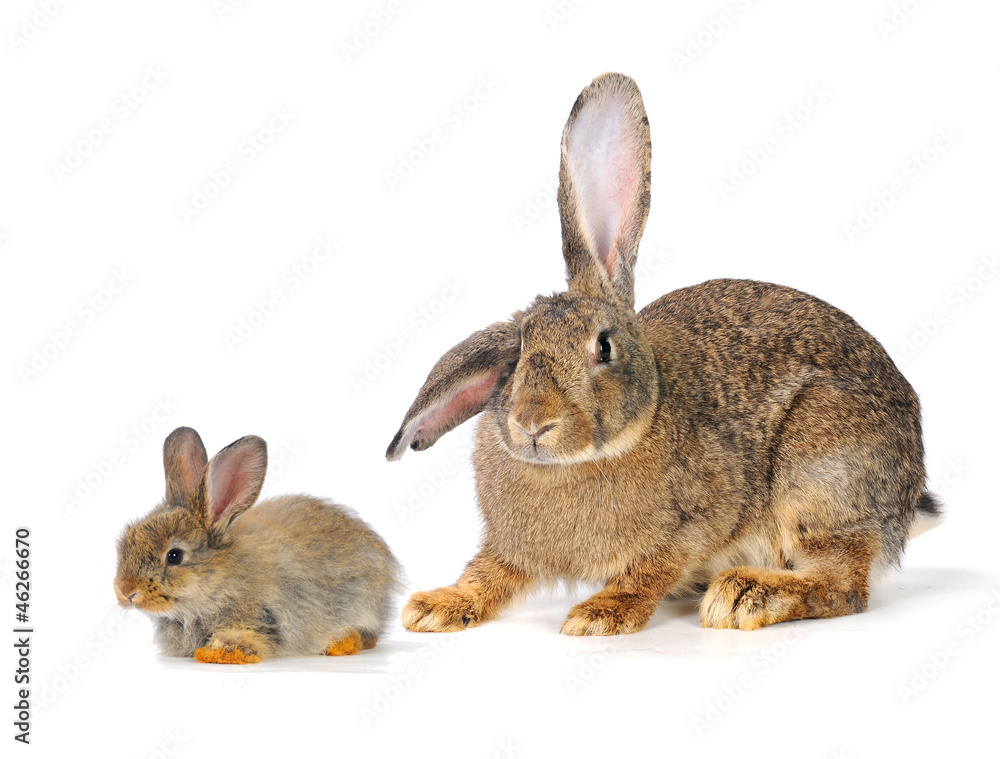 Obraz premium brown rabbit