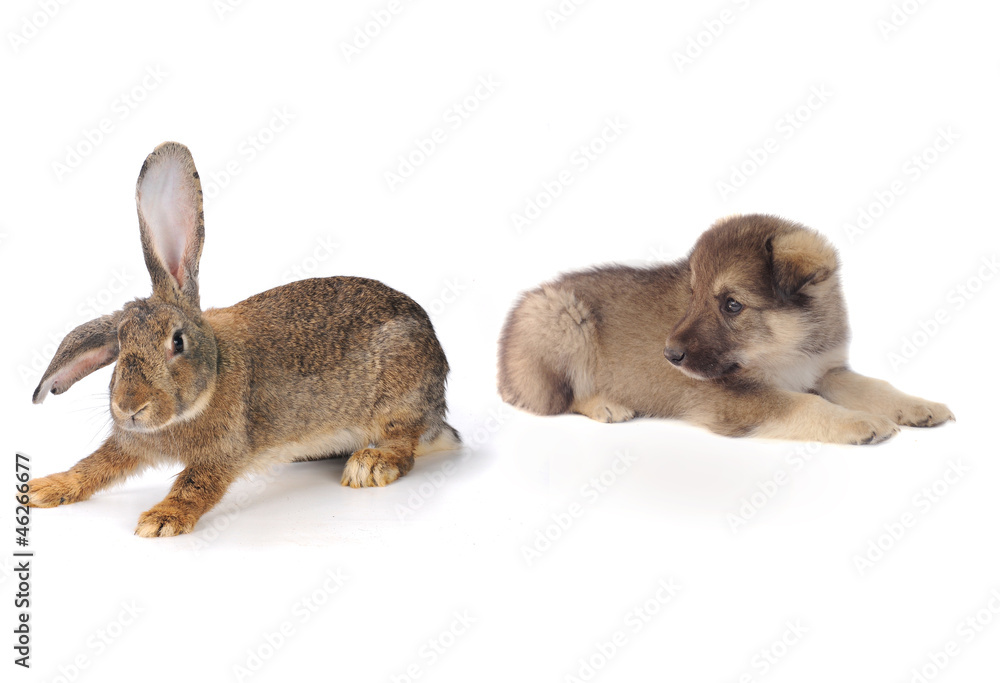 Obraz premium szary królik