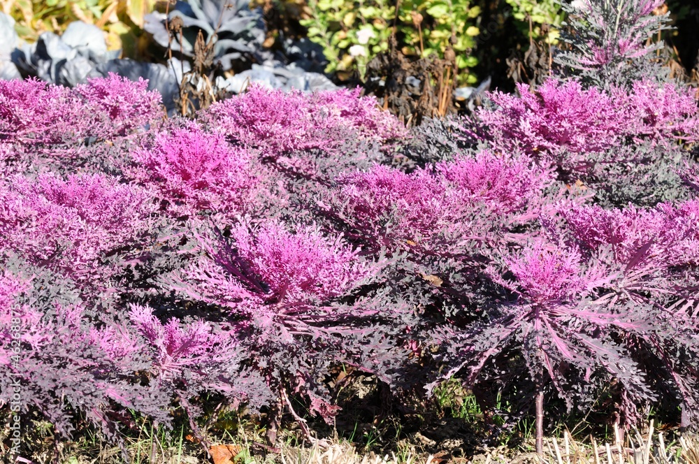 Purple Flowering Kale (Ornamental Cabbage) in the Garden Purple Flowering Kale (Ornamental Cabbage) in the Garden
