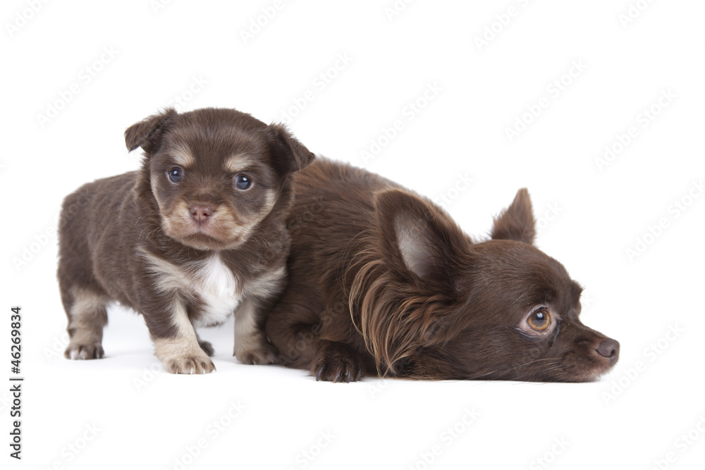 chihuahua pup playful on blue background chihuahua pup playful on blue background
