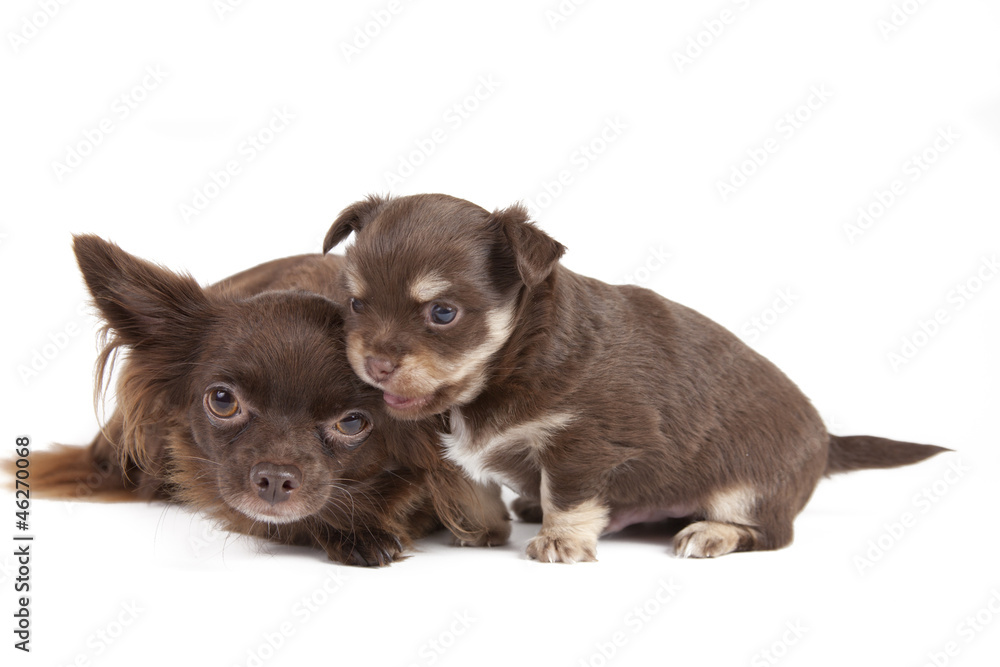 chihuahua with mother