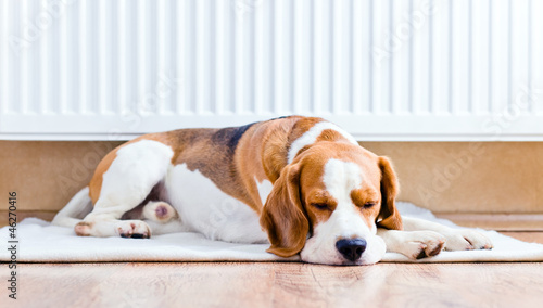 The dog near to a warm radiator