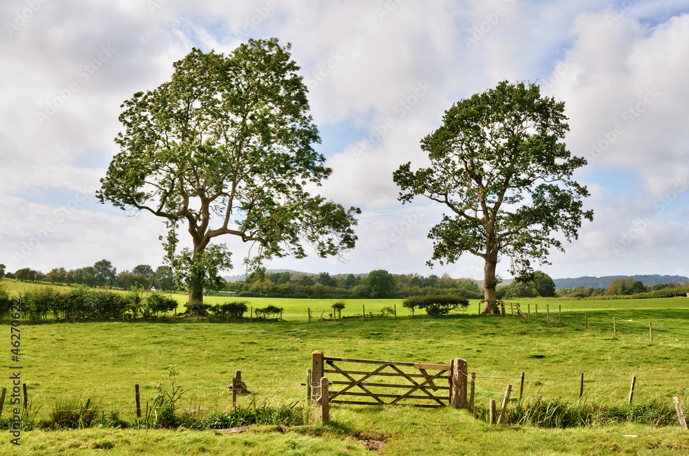 Trees and a field gate in rural English landscape