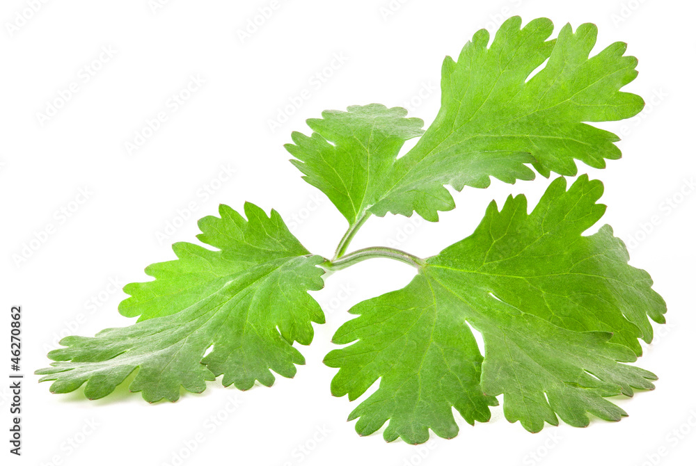 Coriander leaves isolated on white background, closeup Coriander leaves isolated on white background, closeup
