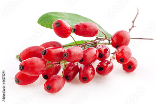  Barberry with leaves isolated on a white background photo