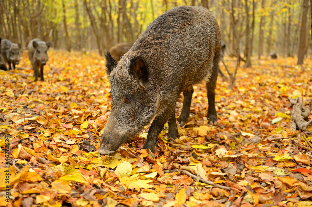 Wild pig Wild pig