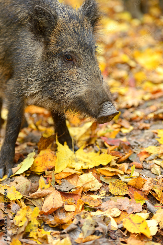 Wild pig Wild pig