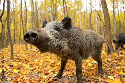 Obraz na płótnie Wild pig w salonie