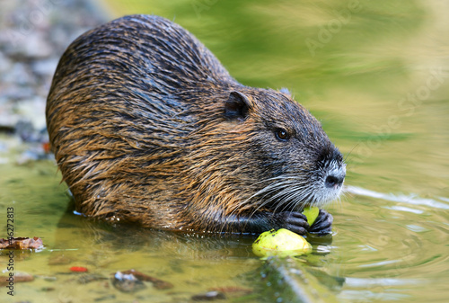 Obraz na płótnie Muskrat w salonie