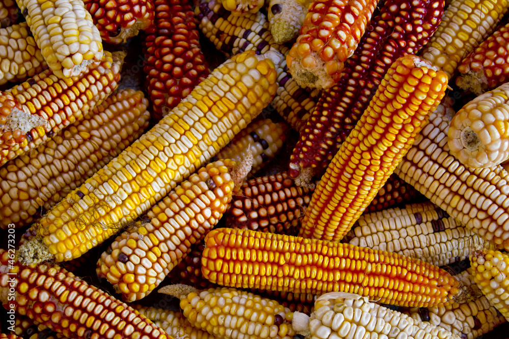 Group of corn cobs