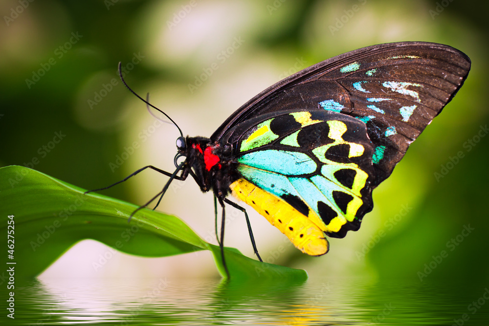 Fototapeta premium Male Birdwing butterfly (Ornithoptera euphorion)