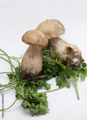 Funghi Porcini - Boletus