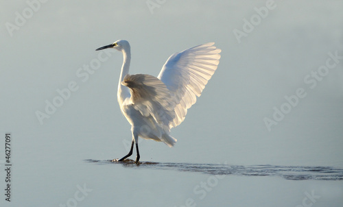 Fotografie white heron counter light at sunrise on the lake