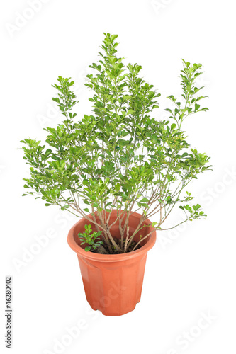 aglaia odorata plant photo
