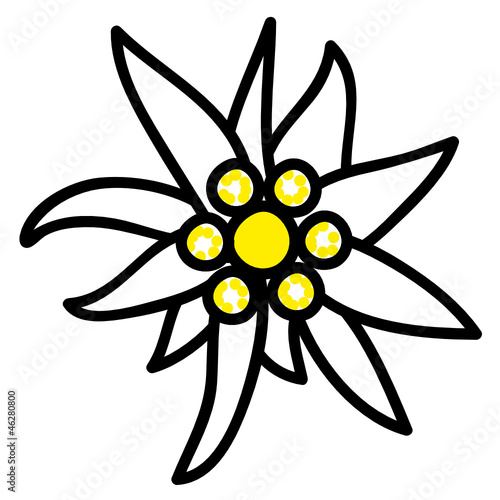 Edelweiss