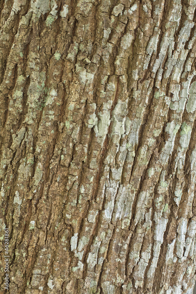 Obraz premium Tree bark