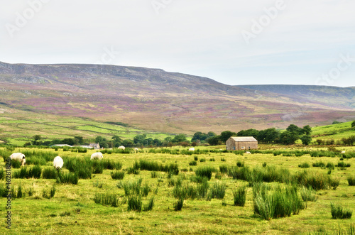 Stone built barn in a moorland setting with sheep.