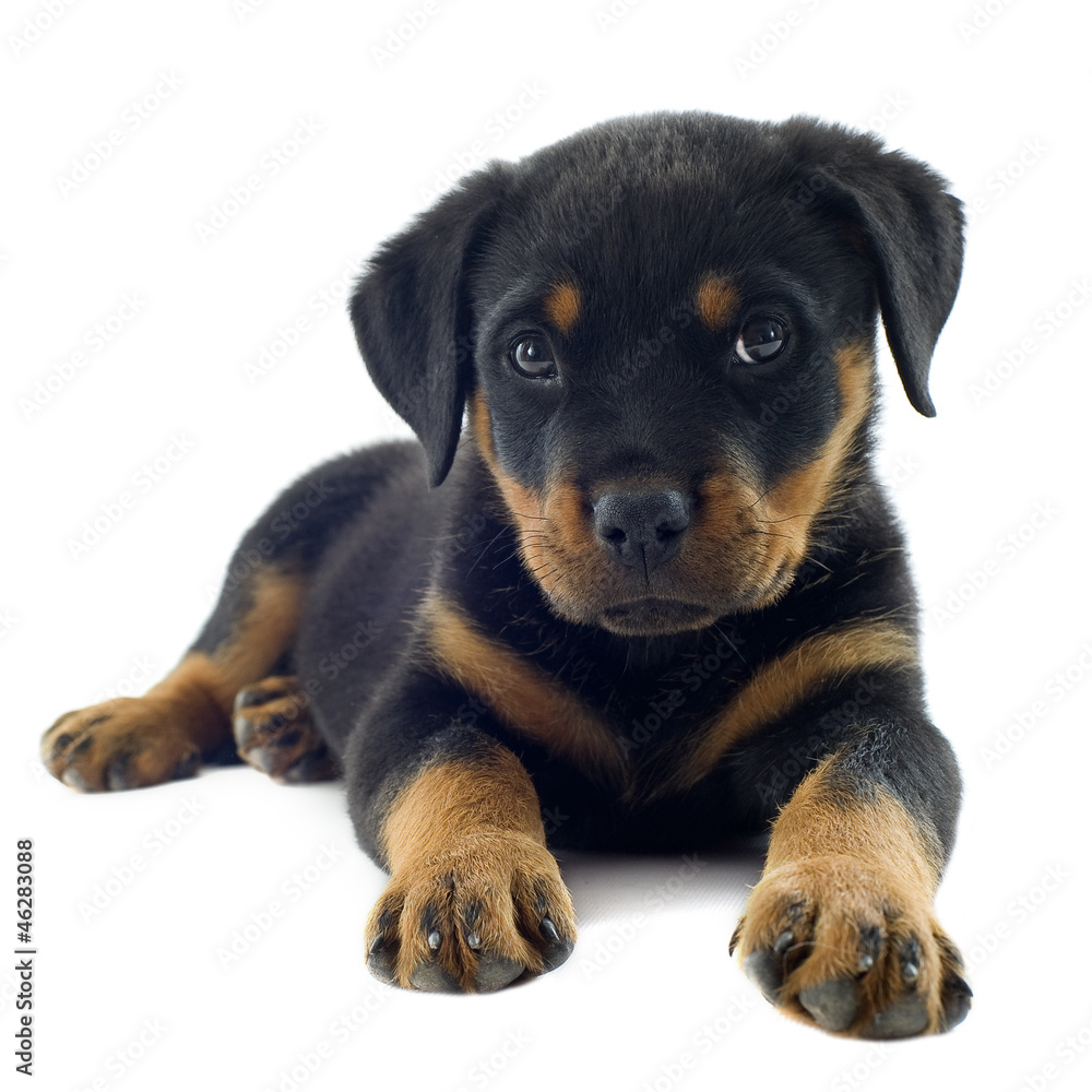 Obraz premium rottweiler