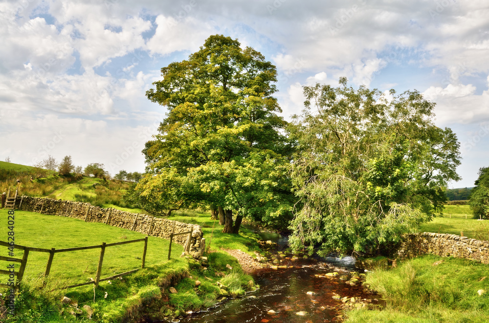 Peacefully flowing stream with overhanging trees