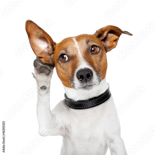 Obraz na plátně dog listening with big ear