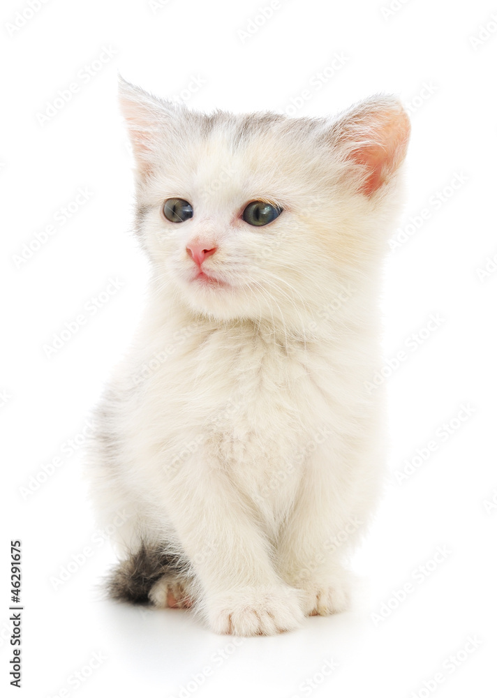 Kitten on a white background Kitten on a white background