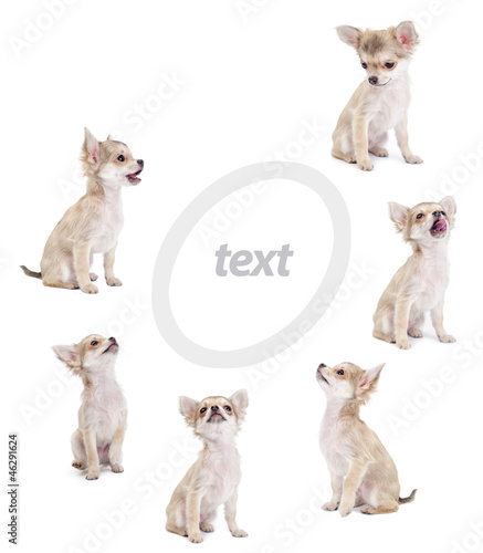 cute chihuahua puppies looking at center of picture isolated