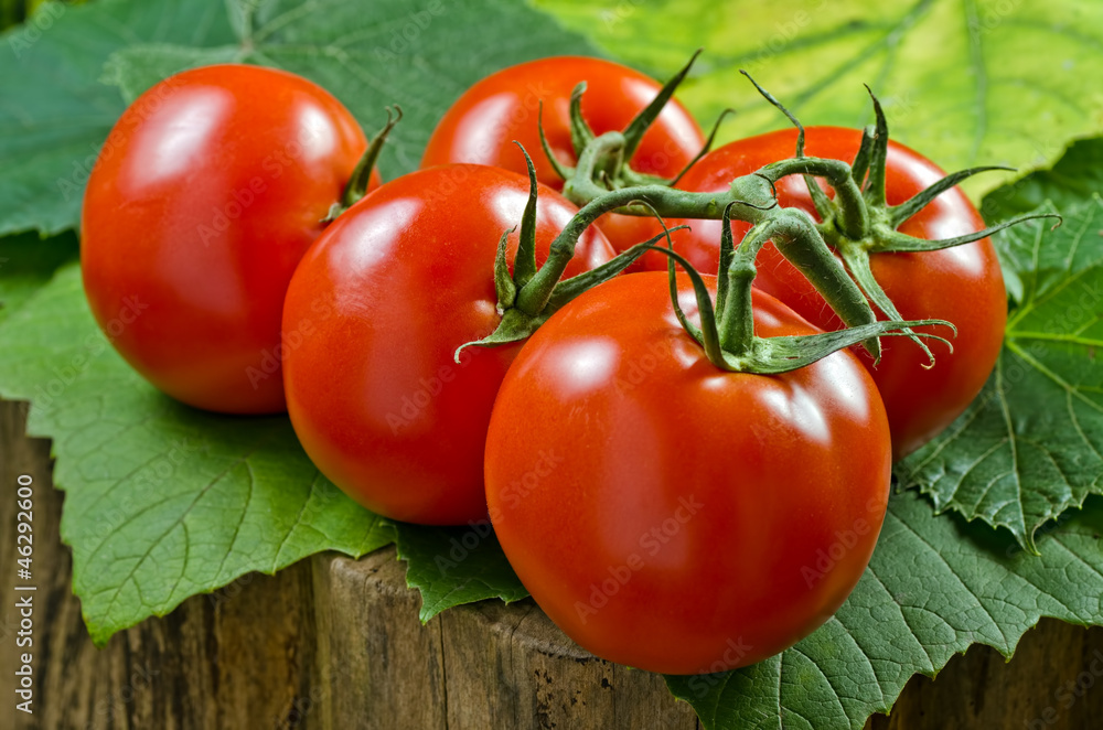 Vine ripened tomatoes on a leafy background. Vine ripened tomatoes on a leafy background.