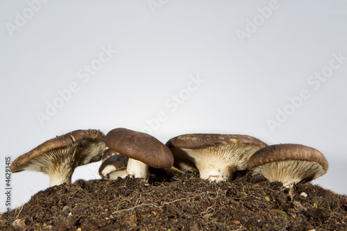 Fototapeta Naklejka Na Ścianę i Meble -  mushrooms