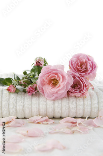 branch rose on soft towel with petals