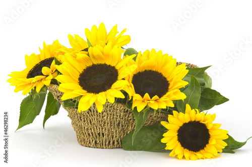 Fototapeta Naklejka Na Ścianę i Meble -  Beautiful sunflower bouquet in a basket (Helianthus)