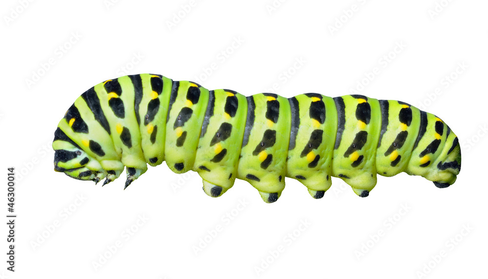 Naklejka premium Gąsienica paziowatych 6