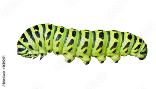 Сaterpillar of swallowtail 6