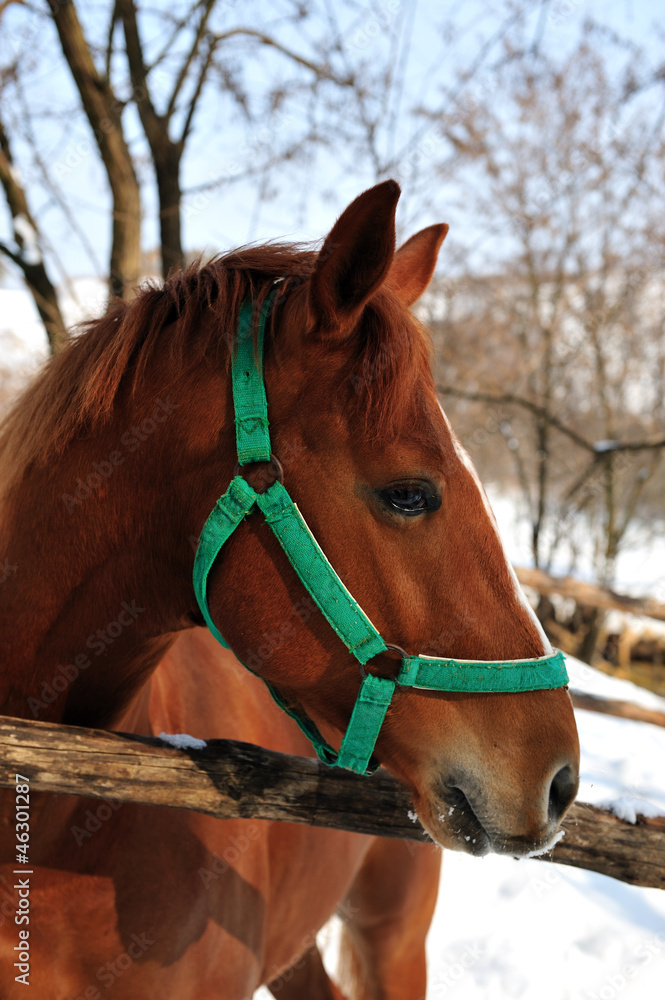 Obraz premium portrait of horse