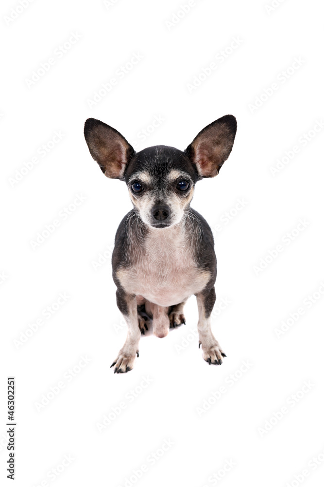 Close up portrait of a Chihuahua dog