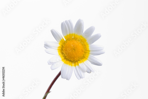 flor blanca y amarilla sobre fondo blanco