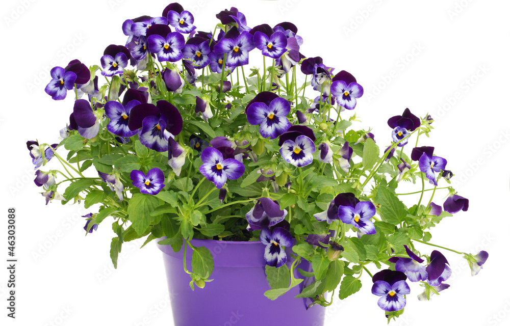 Fotografia Violet pansies in pot