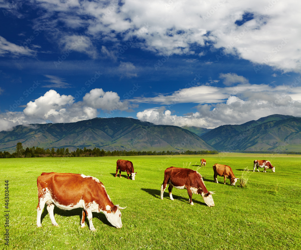 Grazing cows Grazing cows