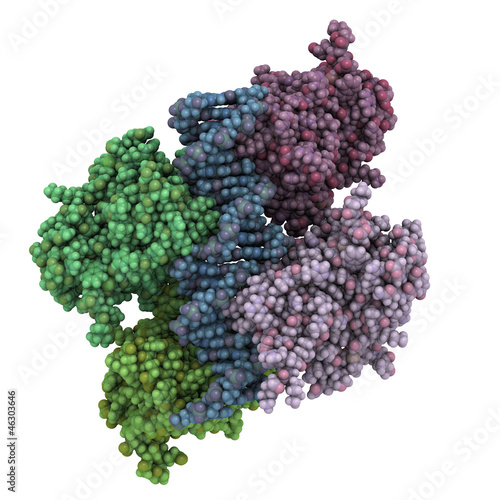 p53 tumor suppressor protein, chemical structure (core domain)